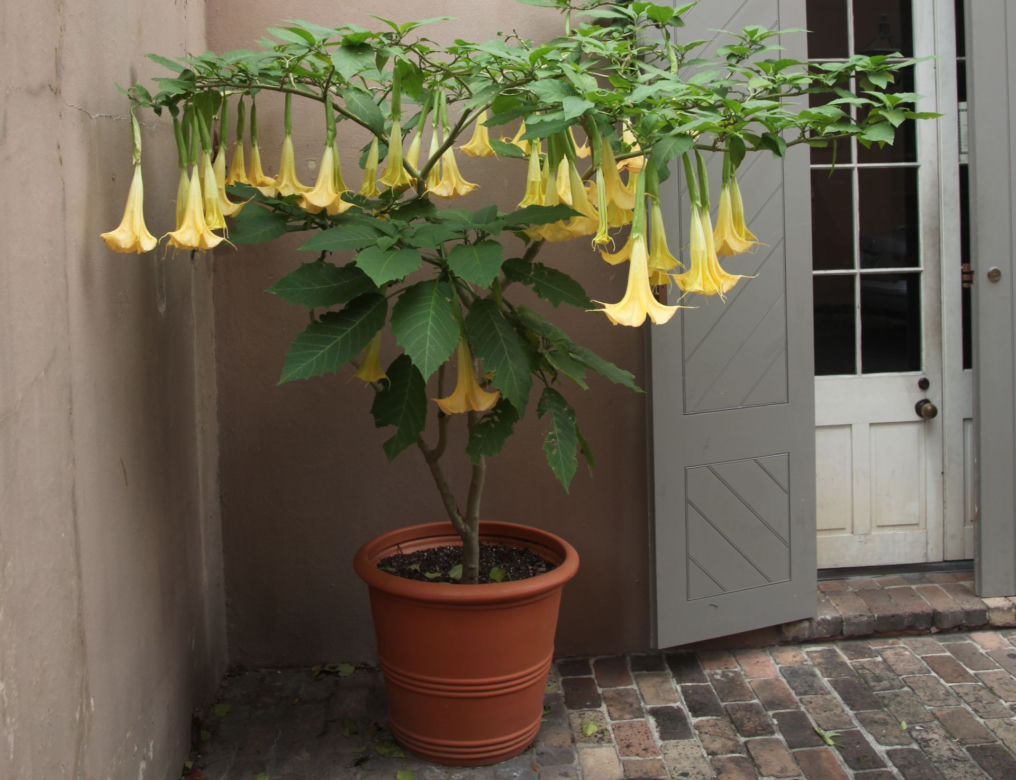 Brugmansia w donicy