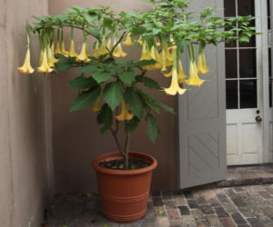 Datura