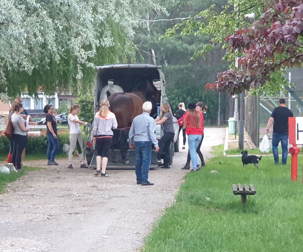 Zabierają konie ze stajni w  Wawrzkowiznie! Na miejscu gromadzi się tłum [ZDJĘCIA]