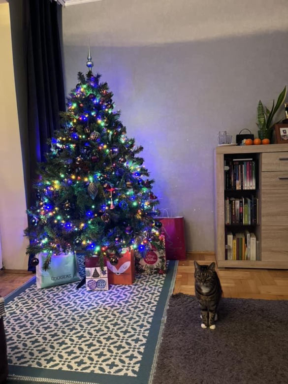 Choinki naszych Czytelników. Taki klimat tylko w woj. lubelskim!
