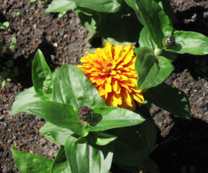 Cynia wytworna
