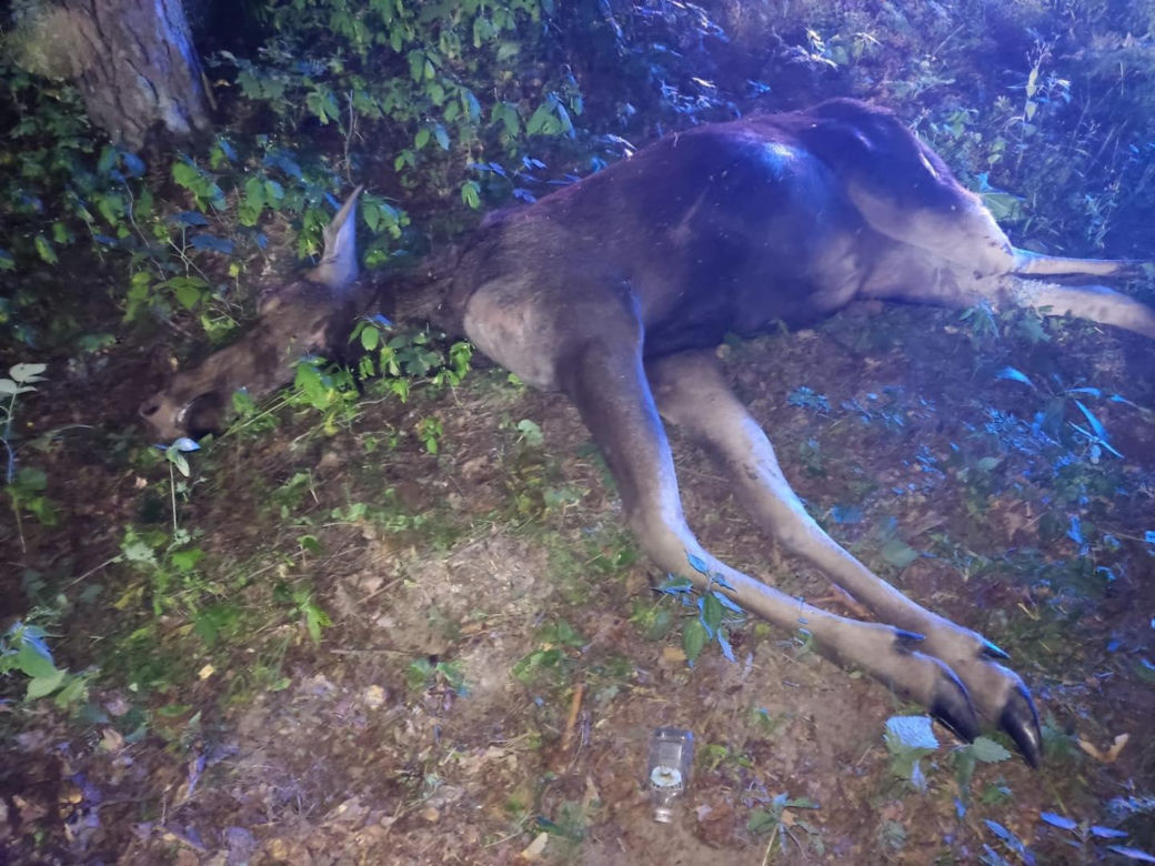 Wypadek w gminie Wojcieszków