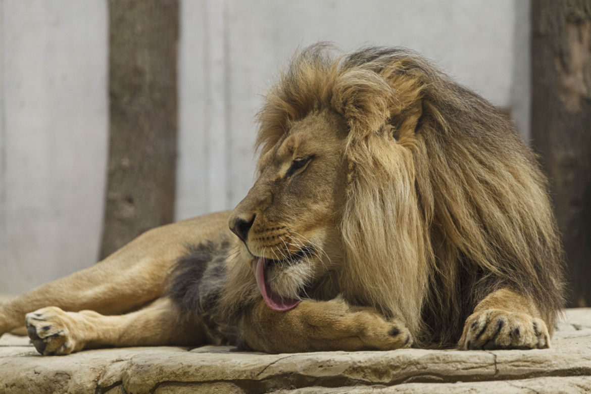 Zoo Opole. Lwy na wybiegu po 24 latach! Wielkie koty wróciły [ZDJĘCIA]