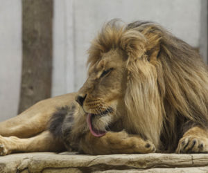 Zoo Opole. Lwy na wybiegu po 24 latach! Wielkie koty wróciły [ZDJĘCIA]