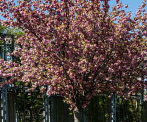 Wiśnia piłkowana ‘Kanzan’