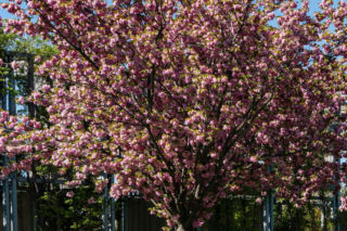 Wiśnia piłkowana ‘Kanzan’