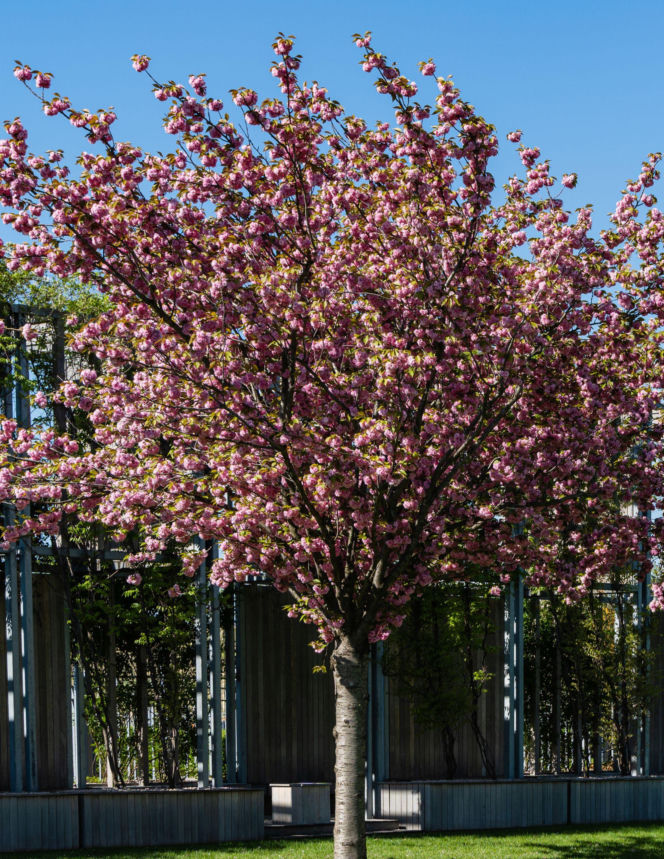 Wiśnia piłkowana ‘Kanzan’