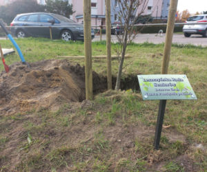 W młodym parku w Lesznie posadzono kolejne drzewa. Każde ma swoją tabliczkę