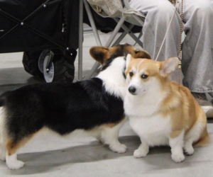 Międzynarodowa Wystawa Psów Rasowych Duo Cacib Kielce 2025