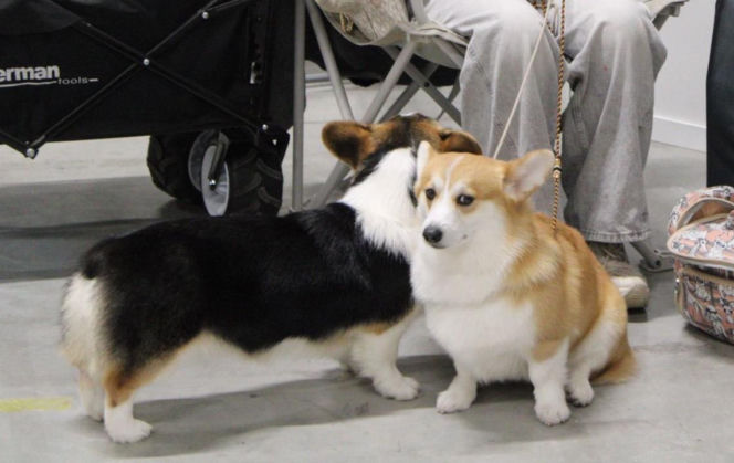 Międzynarodowa Wystawa Psów Rasowych Duo Cacib Kielce 2025