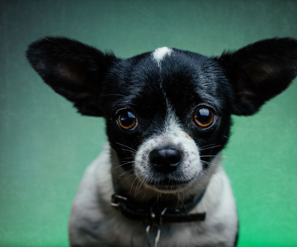 Chihuahua 