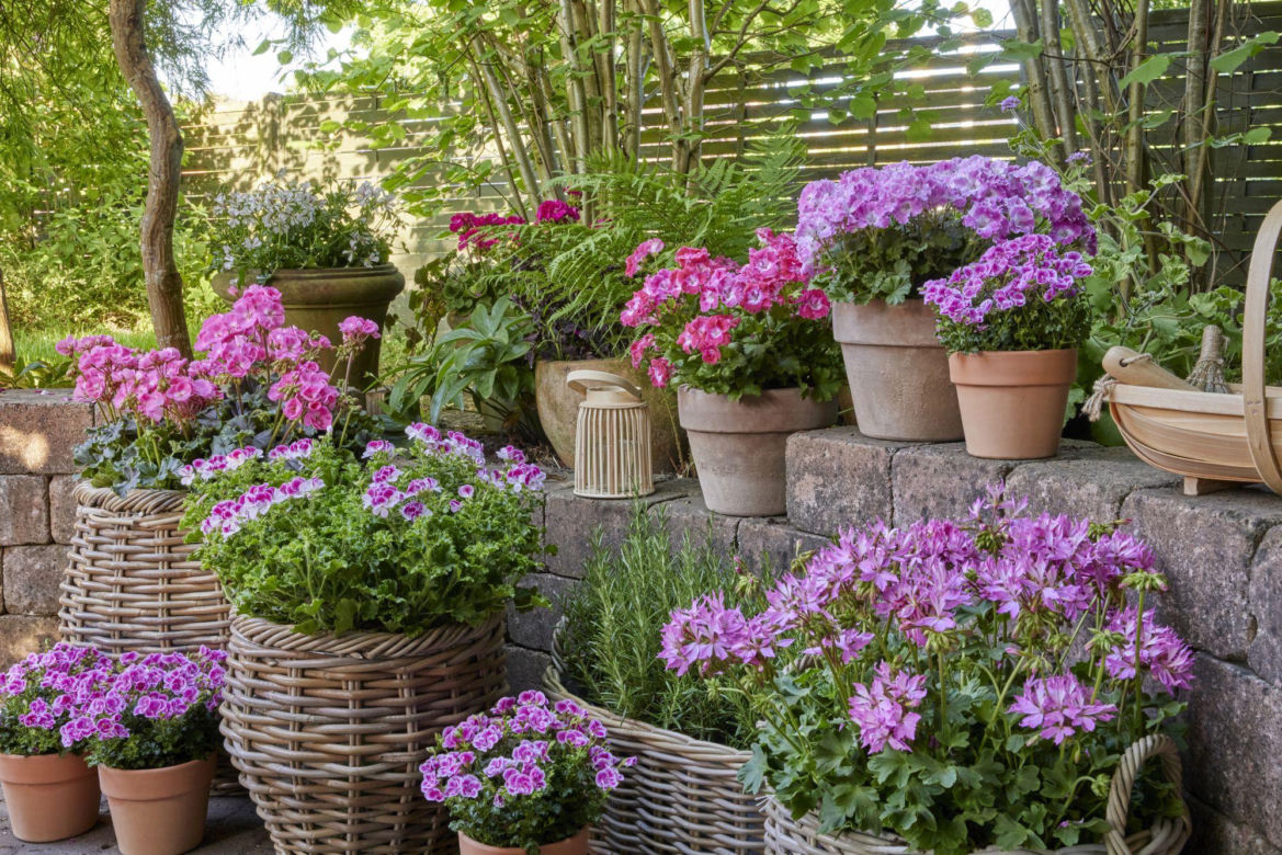 Pelargonie 