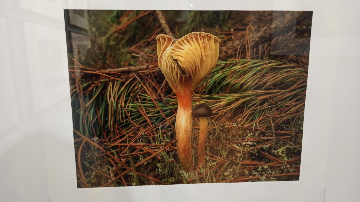 Muzeum Przyrody w Olsztynie. Poznajcie faunę oraz florę Warmii i Mazur