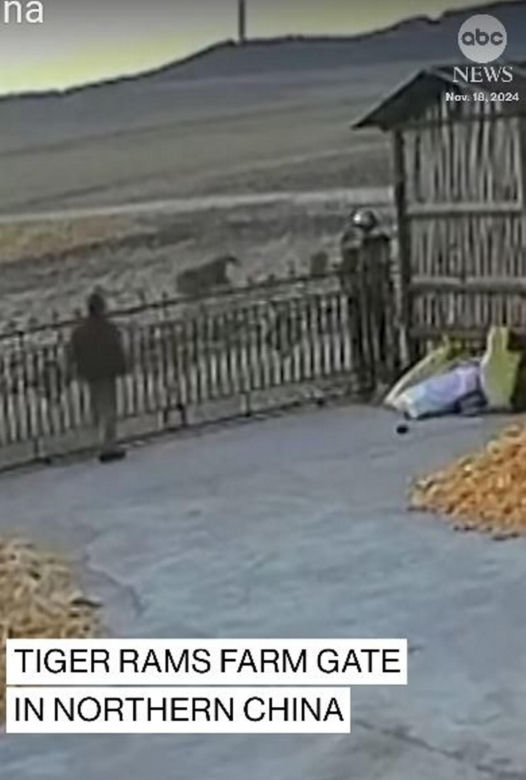 Zobaczył pod domem wielkiego tygrysa. Zdążył zrobić jedno. Zwierzę zaczęło polowanie. Jest nagranie