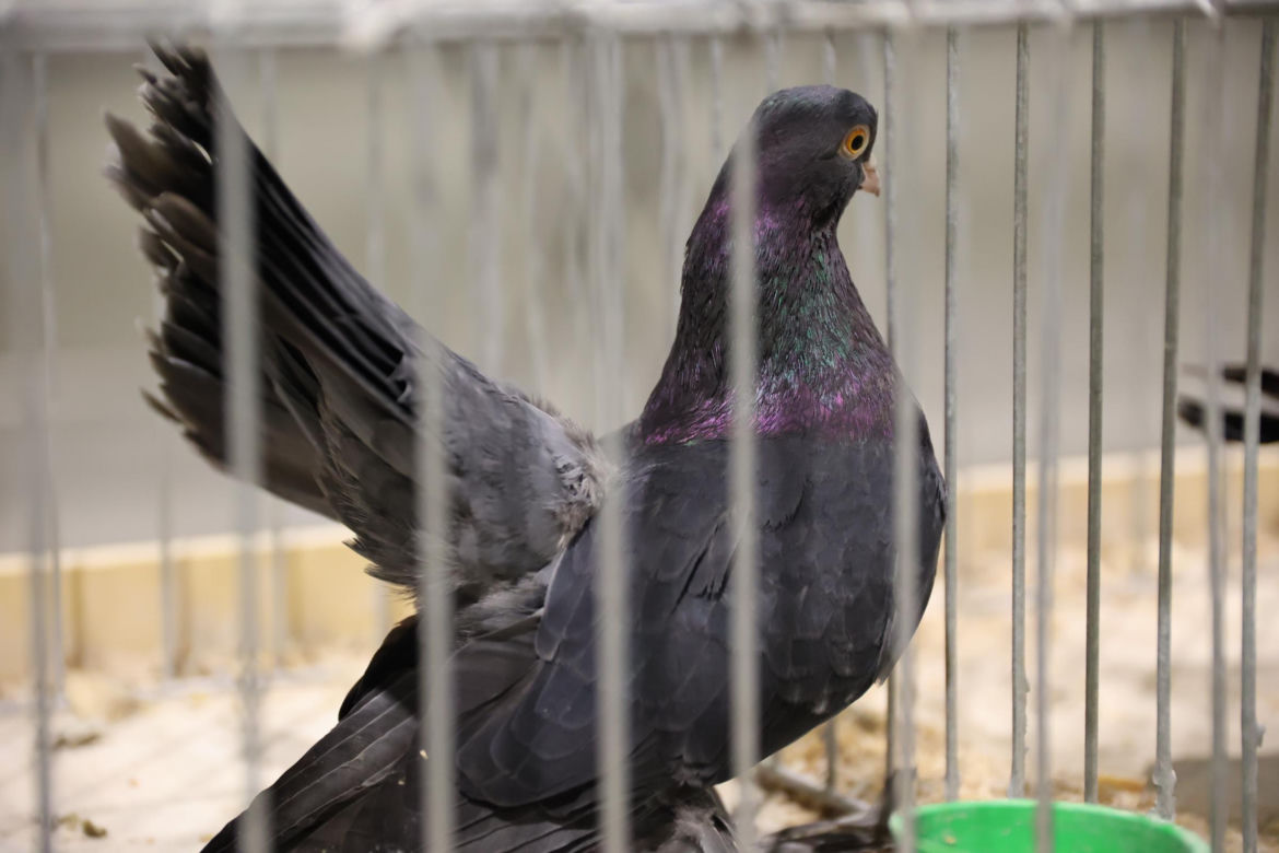 Zoopark 2024 w Lublinie. Można podziwiać wiele gatunków zwierząt