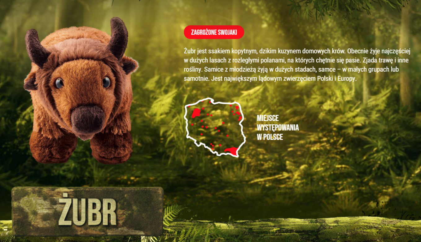 Żubr