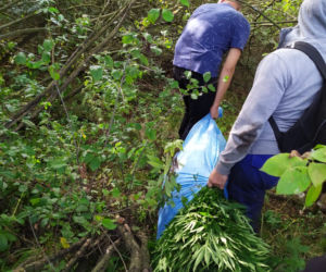 Zlikwidowano plantacje marihuany liczące kilkaset krzaków