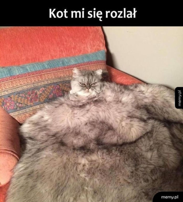 Światowy Dzień Kota 2022. Zobacz najśmieszniejsze obrazki i MEMY z kotami! 