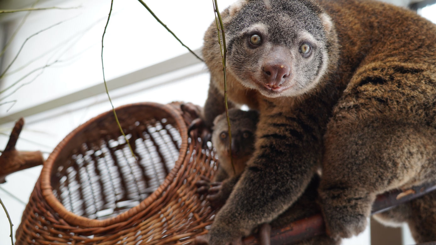 We wrocławskim zoo urodził się kuskus niedźwiedzi