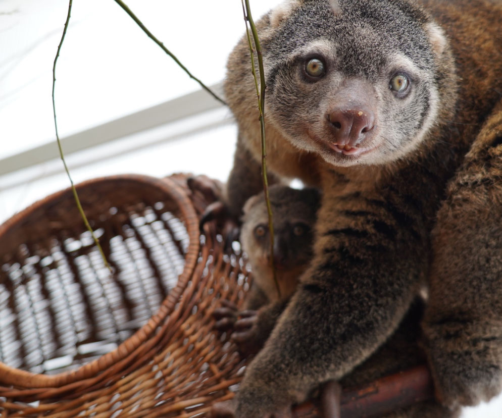 We wrocławskim zoo urodził się kuskus niedźwiedzi