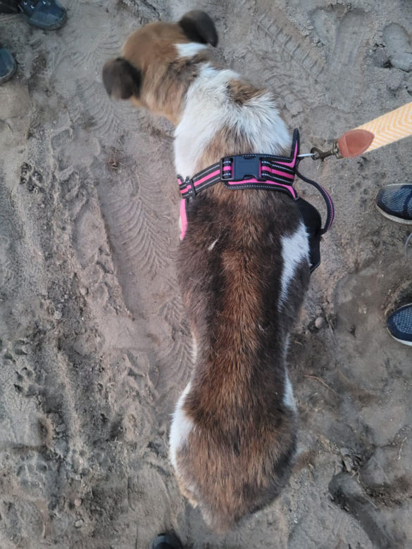 Ktoś poderżnął gardło suczce, a potem porzucił jak śmiecia! Bambi konała w męczarniach [ZDJĘCIA]