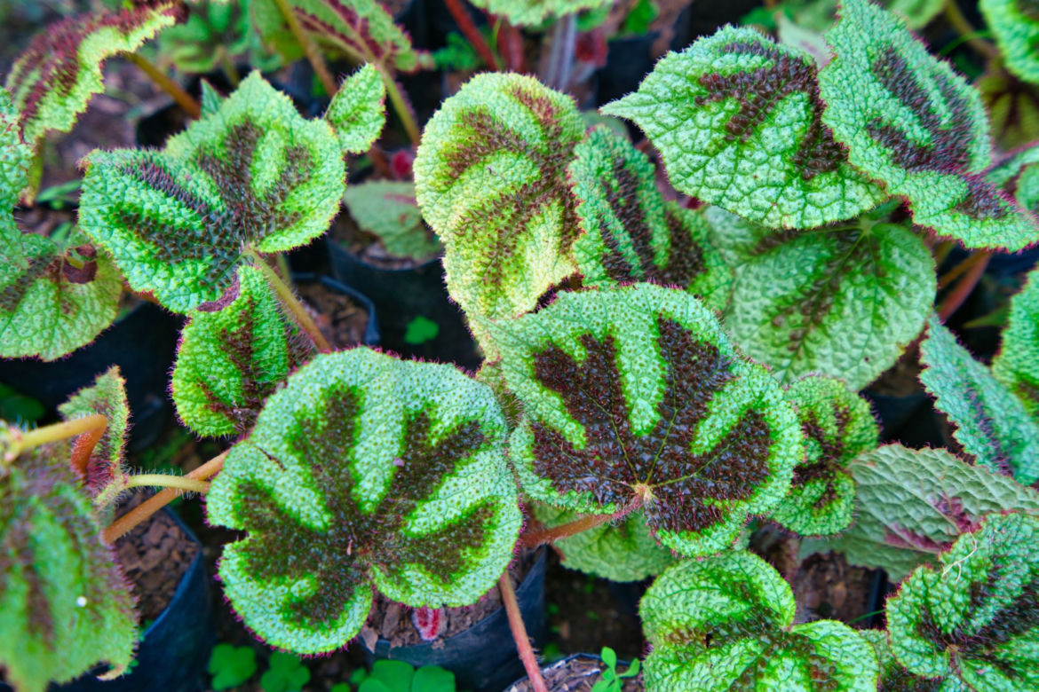 Begonia Masona
