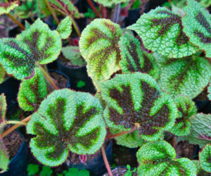 Begonia Masona