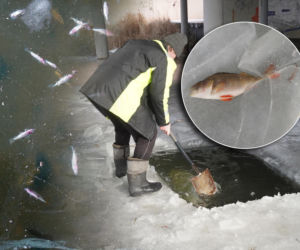 Rybi dramat w Białymstoku. Tysiące martwych ryb pod lodem