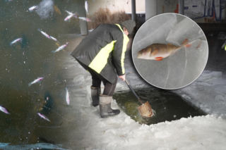 Rybi dramat w Białymstoku. Tysiące martwych ryb pod lodem