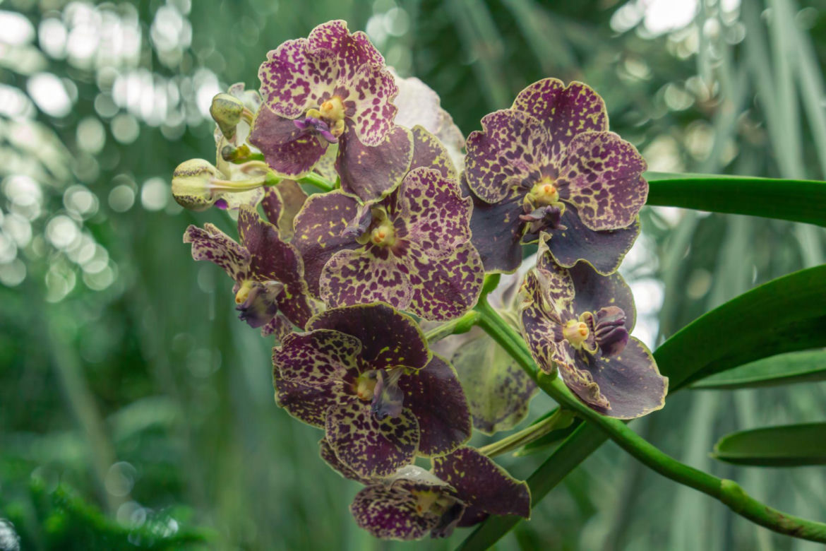 Storczyk Vanda