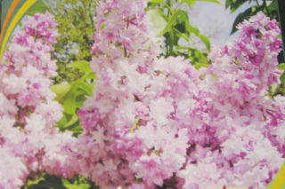 Lilak pospolity ROSE DE MOSCOU 'Minkarl' - Syringa vulgaris ROSE DE MOSCOU 'Minkarl'