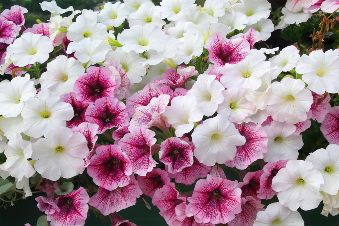 Petunia