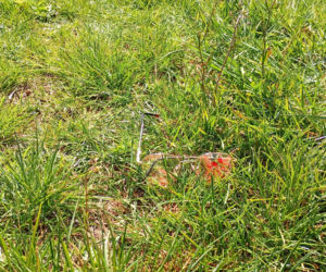 Dachowanie BMW w Mostowie w powiecie łosickim