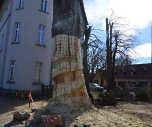 Węgorzewo: Obumarłe drzewo z początku XX wieku zmienią w... RZEŹBĘ! [ZDJĘCIA]