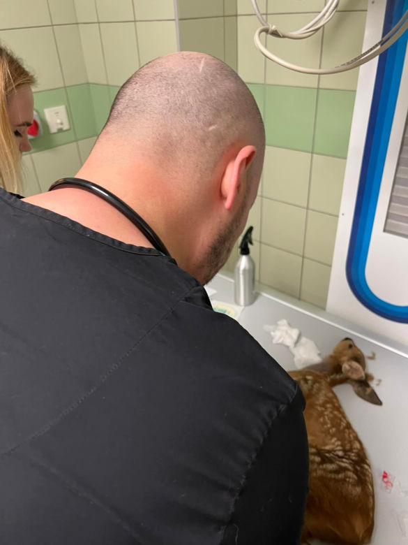 Malutka sarenka wpadła pod auto [GALERIA]
