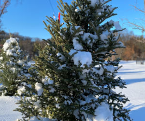 Choinkobranie w leśnictwie Grodziec co roku przyciąga całe rodziny