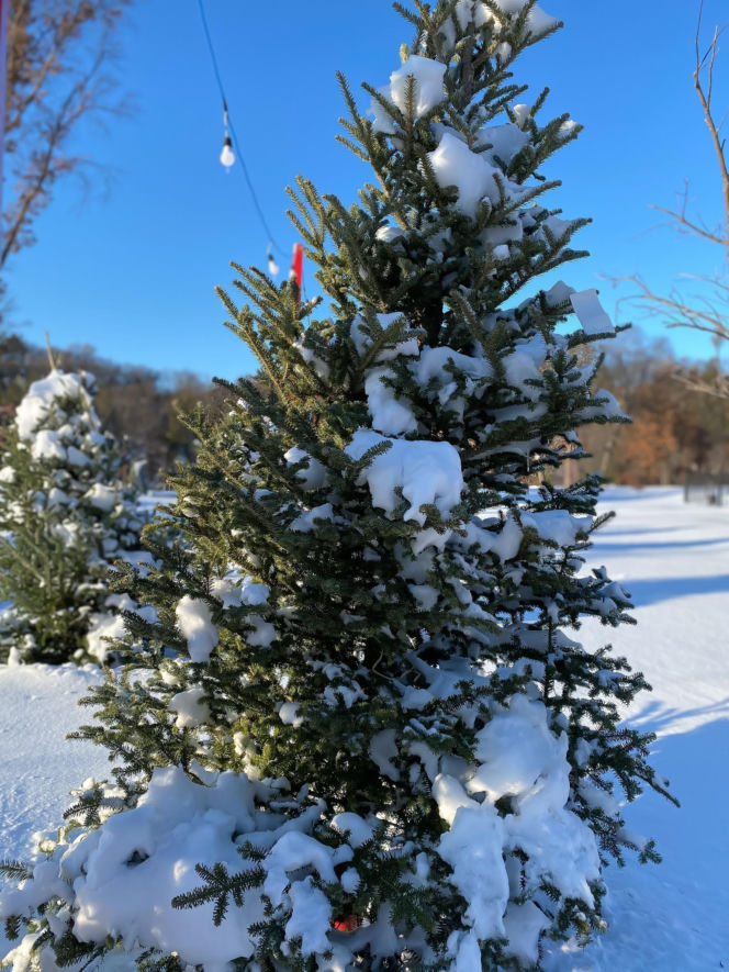 Choinkobranie w leśnictwie Grodziec co roku przyciąga całe rodziny