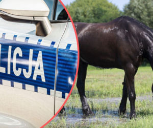 Tragiczny wypadek z udziałem konia. Zmarło półtoraroczne dziecko
