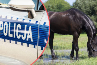 Tragiczny wypadek z udziałem konia. Zmarło półtoraroczne dziecko