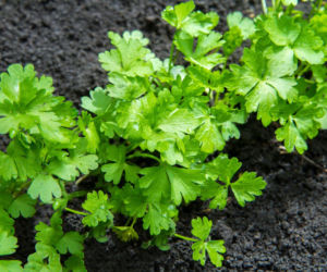 Pietruszka korzeniowa