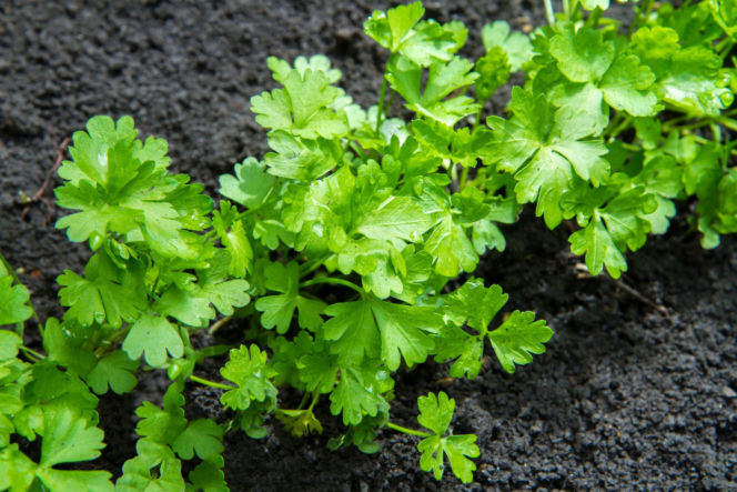 Pietruszka korzeniowa