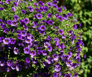 calibrachoa Million Bells