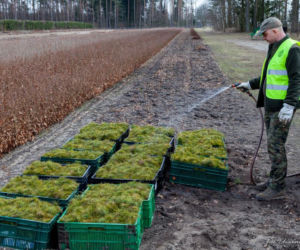 Sadzenie drzew w Podlaskiem. Ponad 50 milionów sadzonek