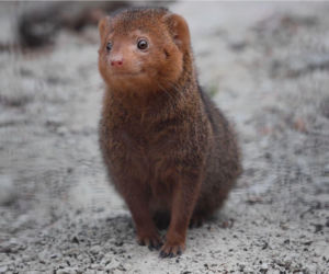 Mangusteczki karłowate, choć mają zaledwie kilkadziesiąt centymetrów długości, potrafią zaskoczyć energią, sprytem i… niezwykłym życiem towarzyskim