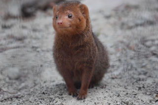 Mangusteczki karłowate, choć mają zaledwie kilkadziesiąt centymetrów długości, potrafią zaskoczyć energią, sprytem i… niezwykłym życiem towarzyskim