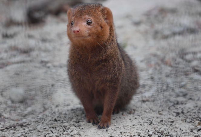 Mangusteczki karłowate, choć mają zaledwie kilkadziesiąt centymetrów długości, potrafią zaskoczyć energią, sprytem i… niezwykłym życiem towarzyskim