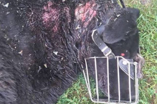 Kolczatka wrośnięta w kark, a larwy zjadały go żywcem. Stan psa był tragiczny [DRASTYCZNE ZDJĘCIA]
