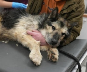 Akcja ratunkowa w likwidowanym schronisku Kocham Psisko w Mąkosach Nowych