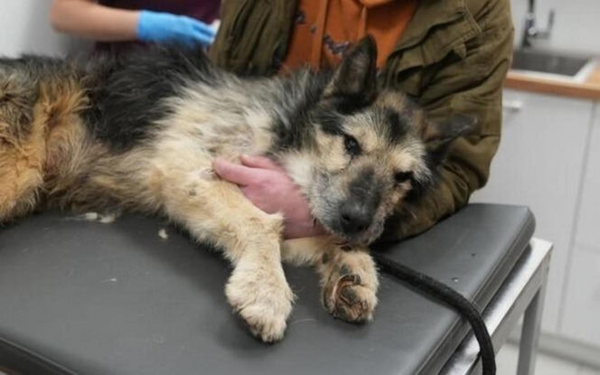 Akcja ratunkowa w likwidowanym schronisku Kocham Psisko w Mąkosach Nowych