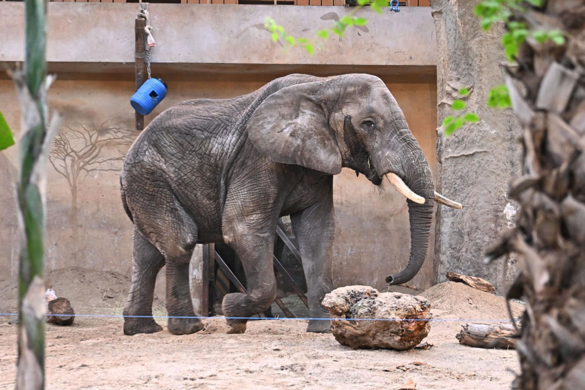 Słoń Leon ma urodziny. Wielka impreza w warszawskim ZOO